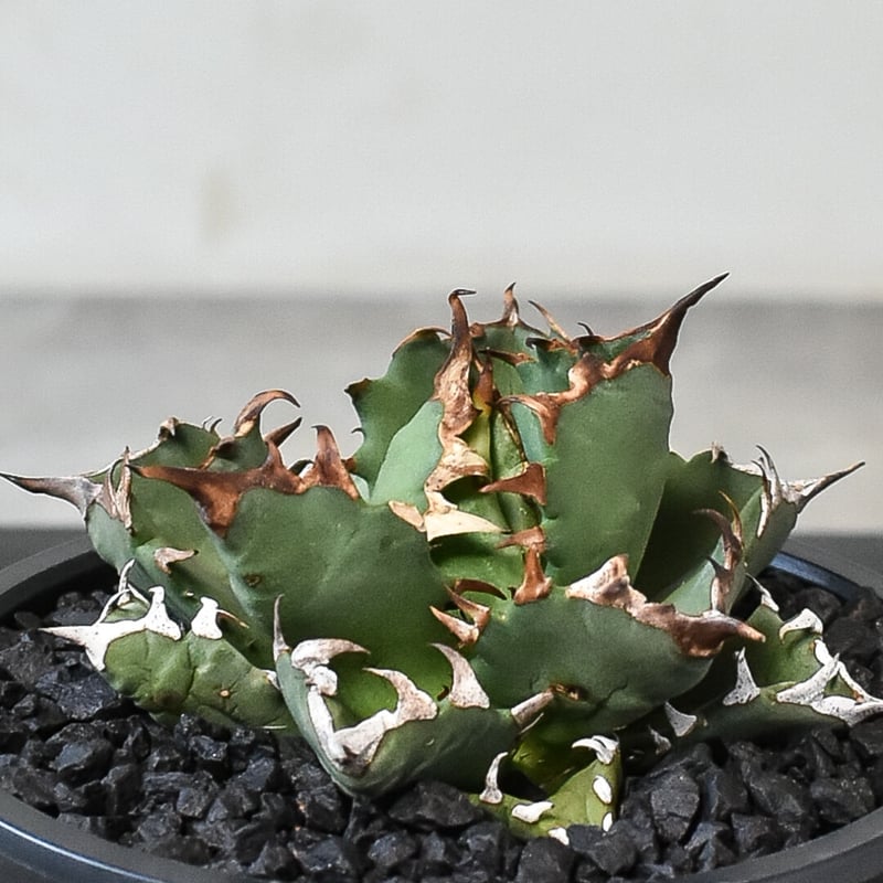 アガベ チタノタ ドワーフ 