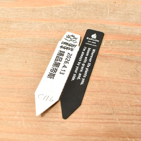 アガベ チタノタ "精品ハデス" / 精品黒帝斯、精品恐竜牙歯 【台湾 dragon agave産/中株/抜き苗】C116