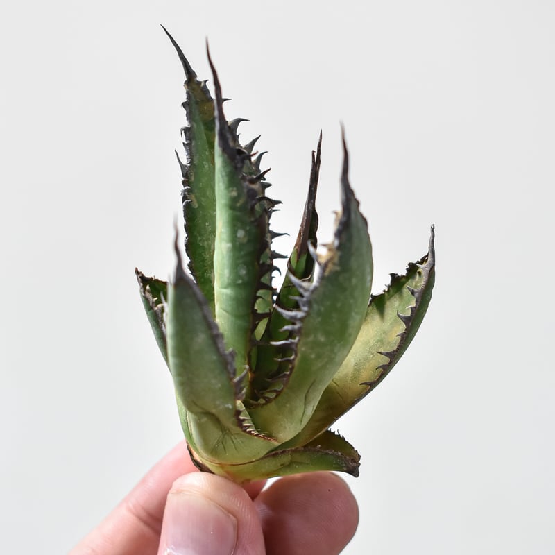 アガベホリダ極上株 Agave horrida No.AHRD025 アガベ ホリダ