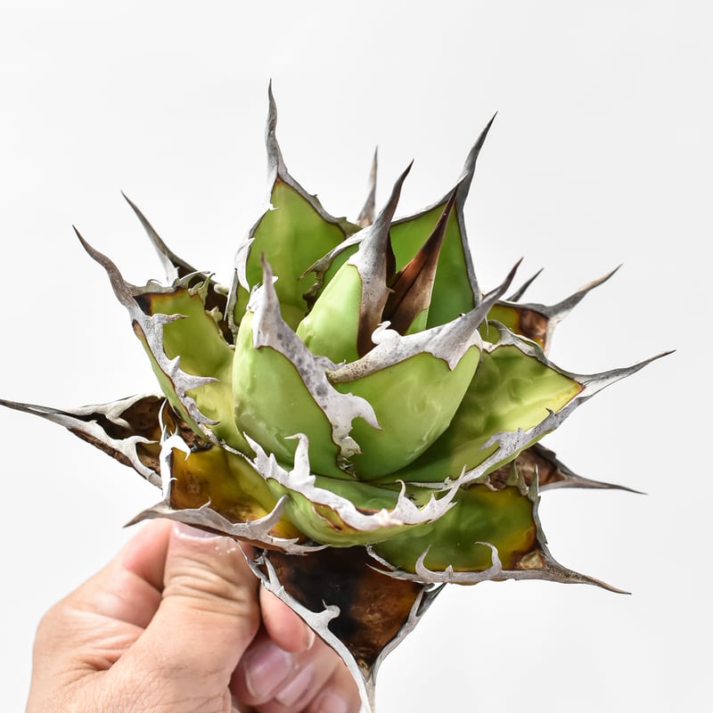 アガベ チタノタ DENNIS ホリダ×鬼爪（026） 