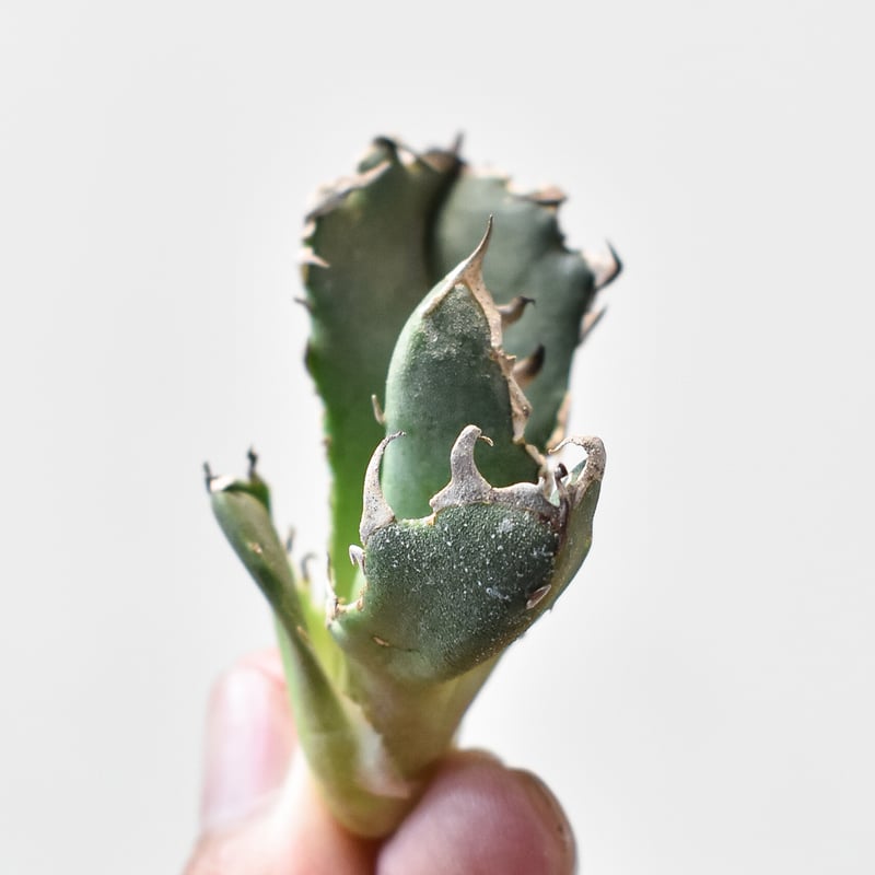 アガベ チタノタ 