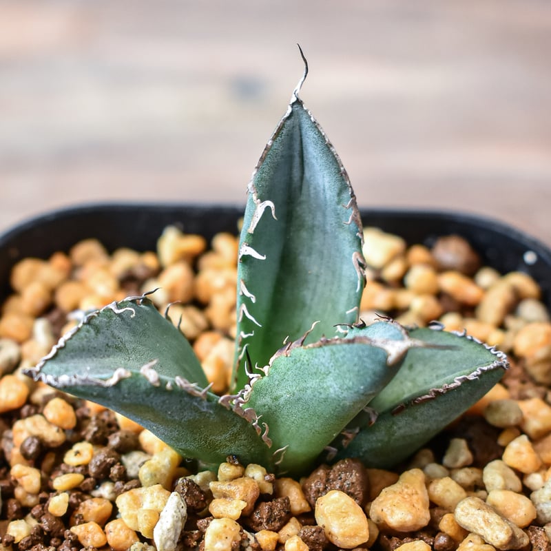 SSS級台湾産】アガベ チタノタ 熊猫 強刺 ドラゴンアガベ パンダ 発根