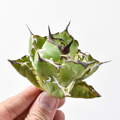 CATEGORY アガベ チタノタ 