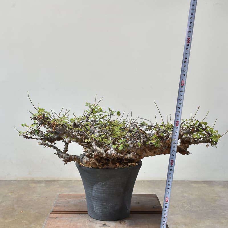 種子]コミフォラ・エイル 10粒 Commiphora sp. 'Eyl' コミフォラ