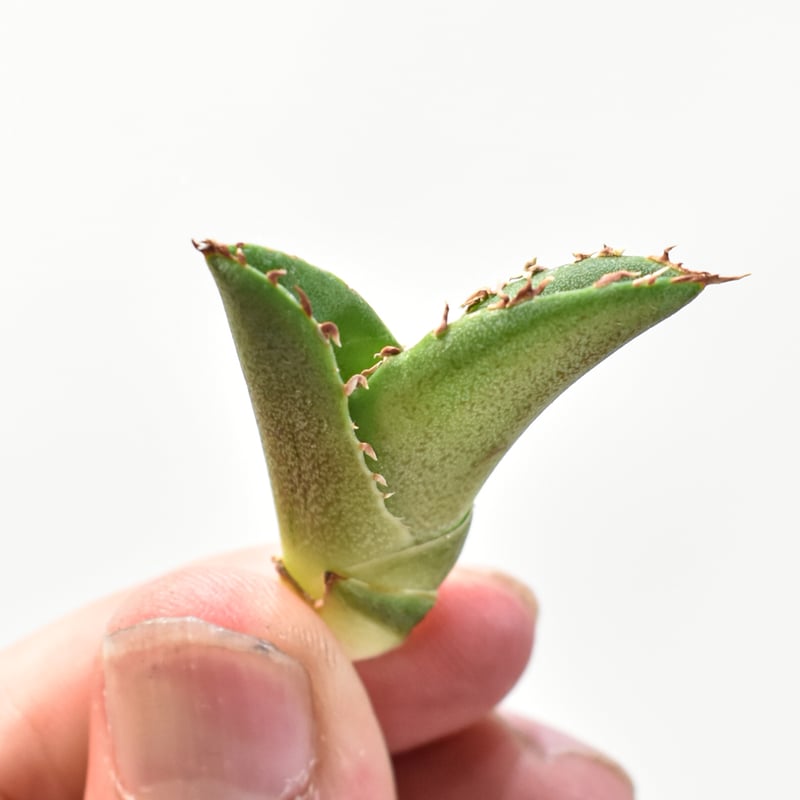 5CLAW】アガベ チタノタ 