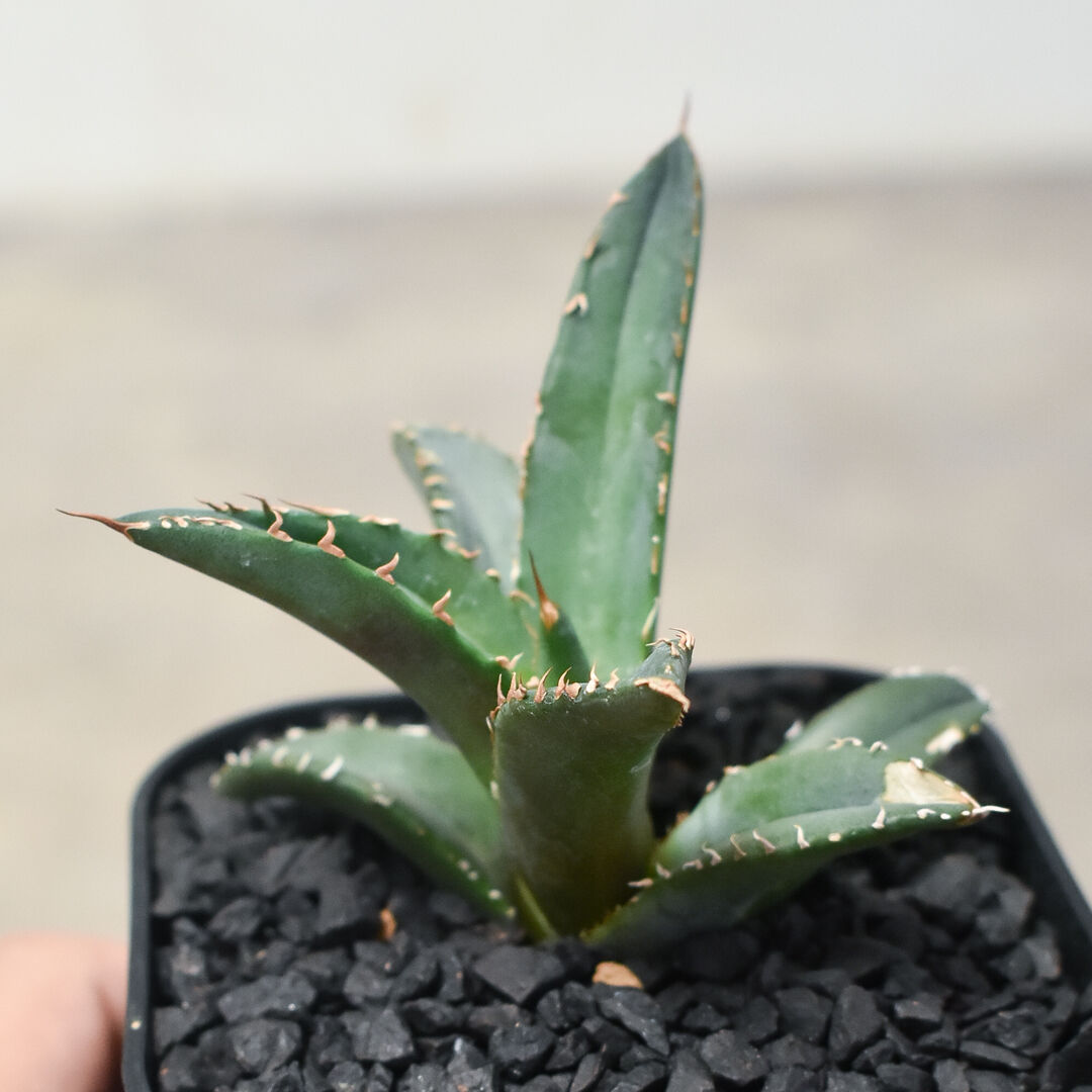 ホワイトファイヤー　\"白炎, 白火焔\" 子株付き　台湾cho産 アガベ チタノタ ホワイトファイヤー 