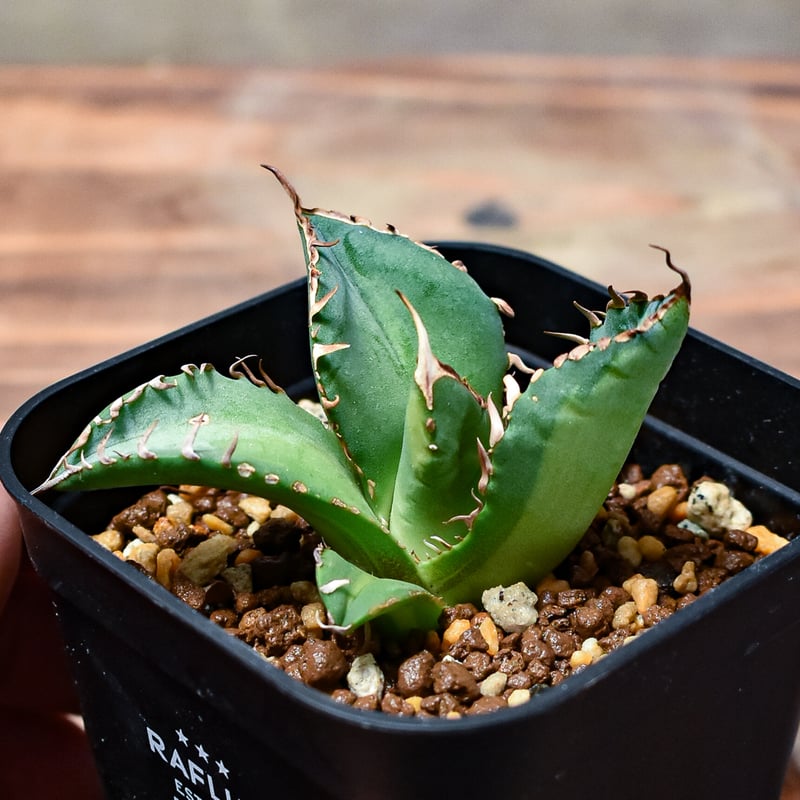 レア株】アガベ チタノタ 