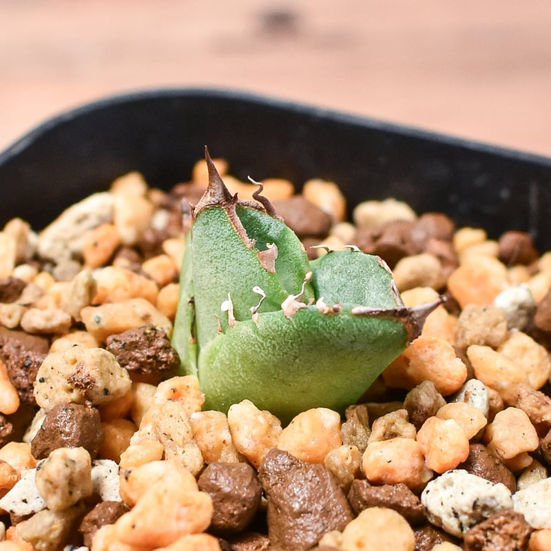 アガベ　チタノタ現地球　子株 Agave titanota 子株 / 3号 /アガベ チタノタ ※発根済② | THE