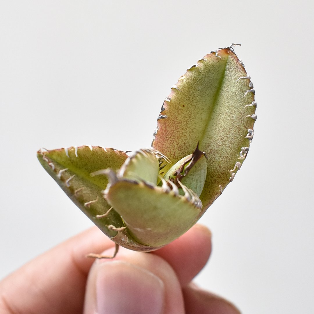 Z20 アガベ チタノタ 星空 子株 アガベ チタノタ Shi-hao 