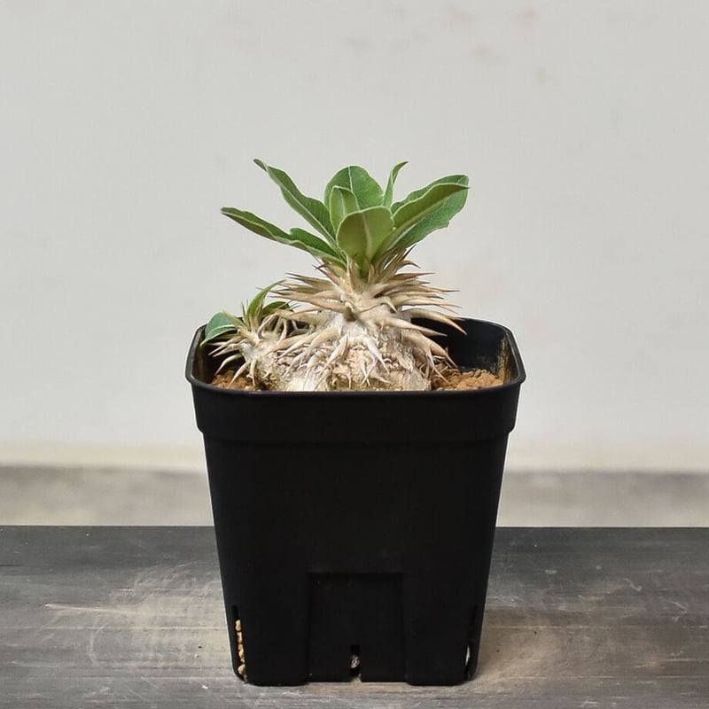 パキポディウム エニグマティクム（実生) RF231263 | RAFLUM