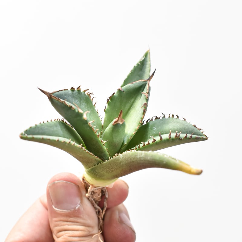 m*様 Agave Dennis040 キングアーサー Agave Titanota Dennis040 a.k.a King Arthur⚡️ キング