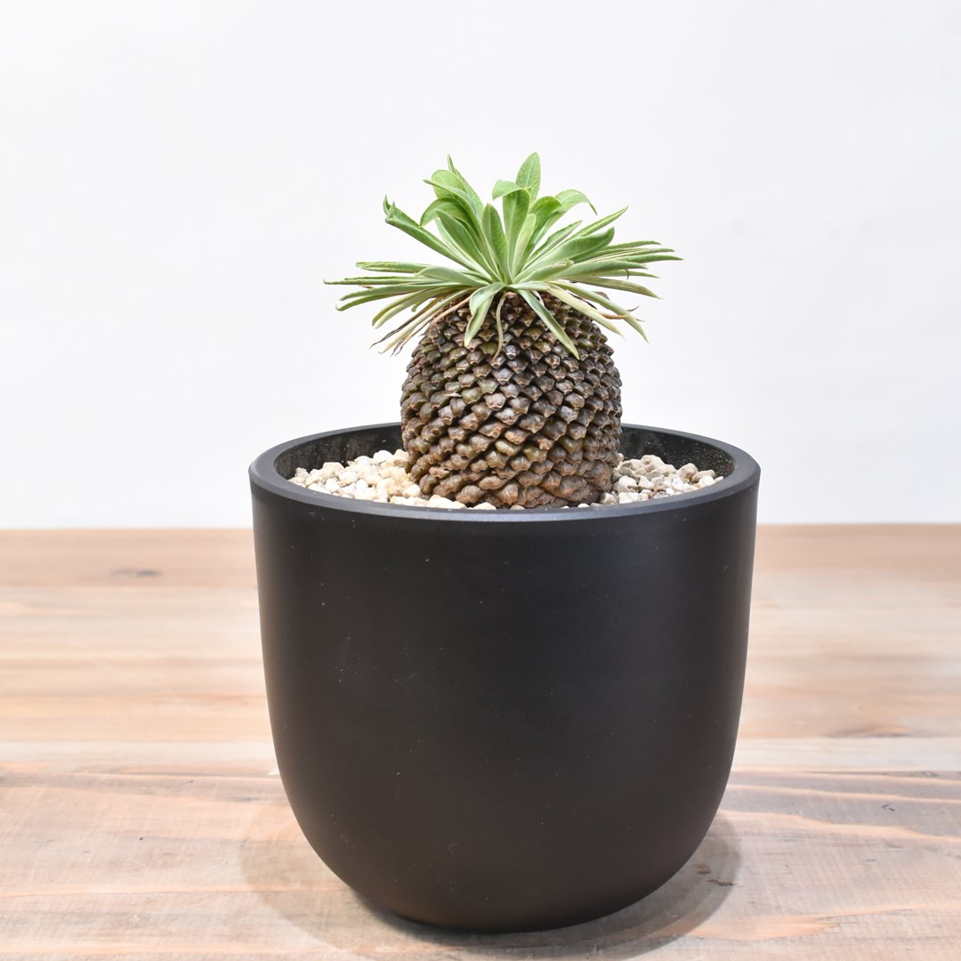 ユーフォルビア ブプレウリフォリア 鉄甲丸 ③ 大型 塊根植物 夏型 ユーフォルビア プブレウリフォリア 鉄甲丸 | GREEN LUCK