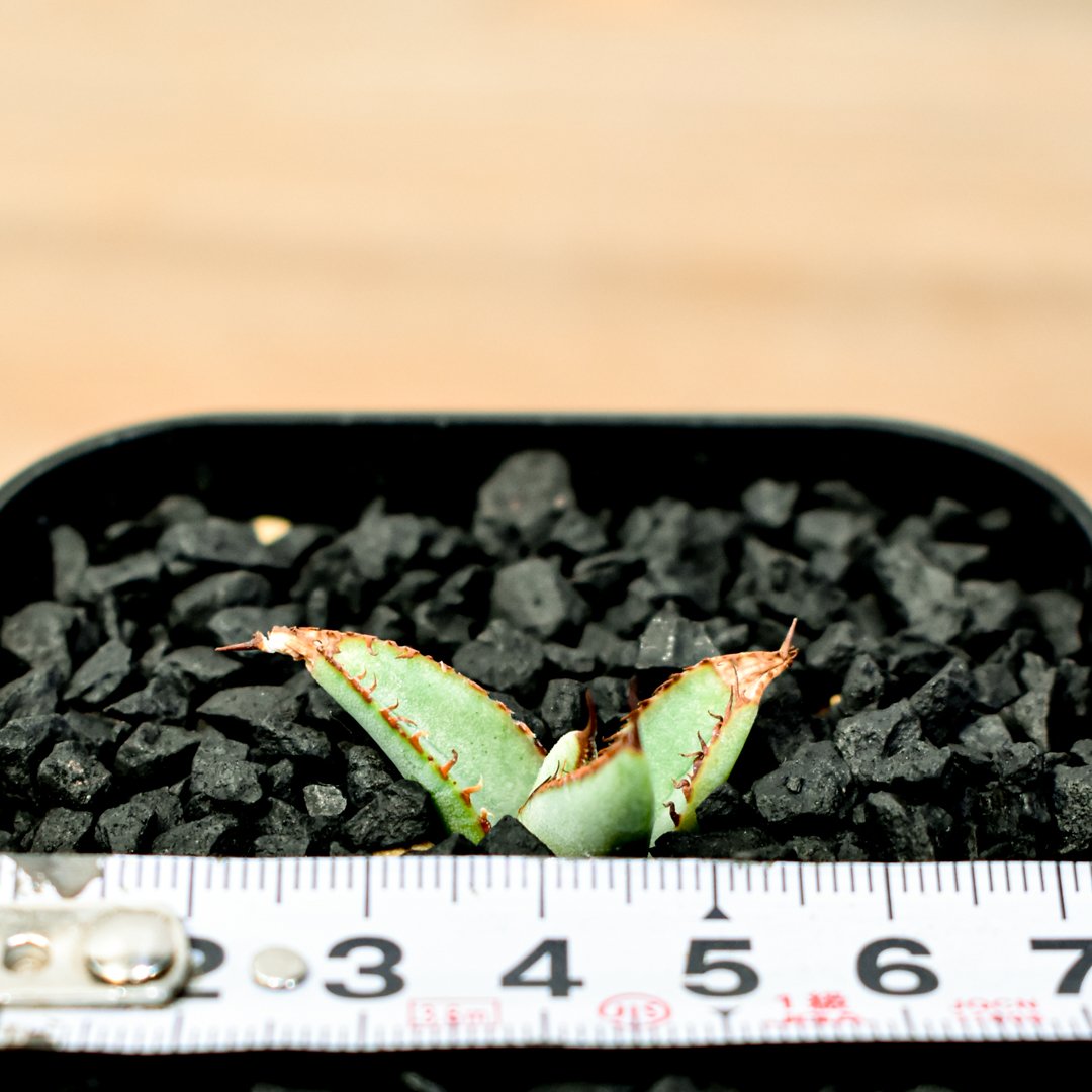 Sacambaya→アガベ 麻花 子株2つセット 発根済み 台湾産 Sacambaya