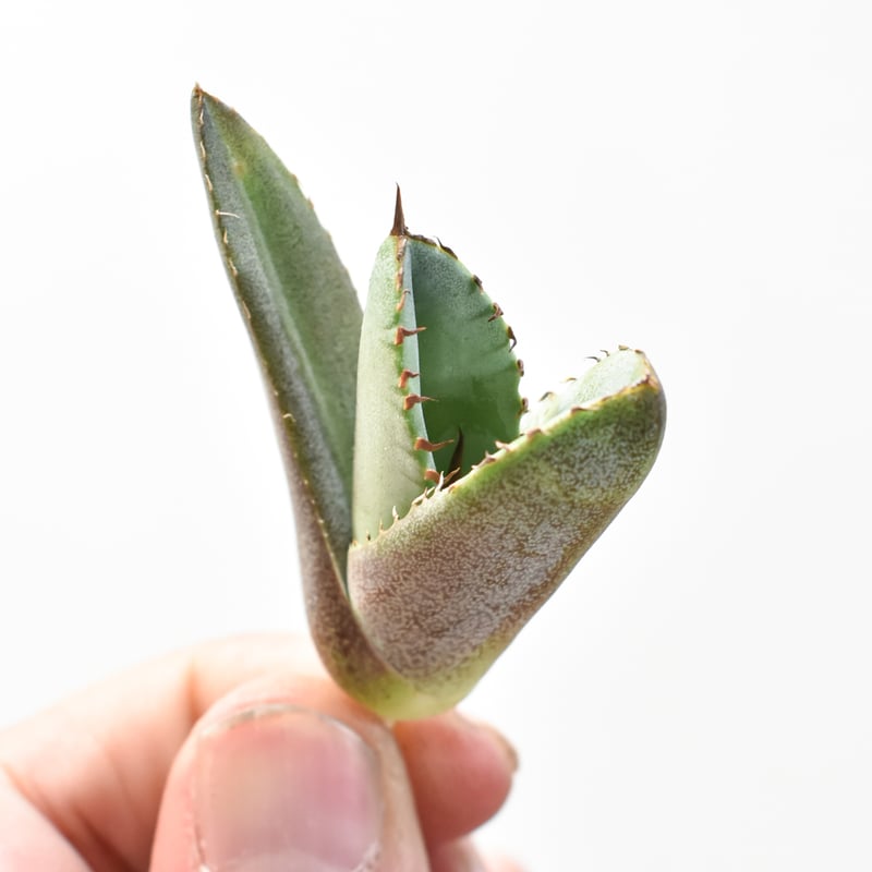 アガベ チタノタ 