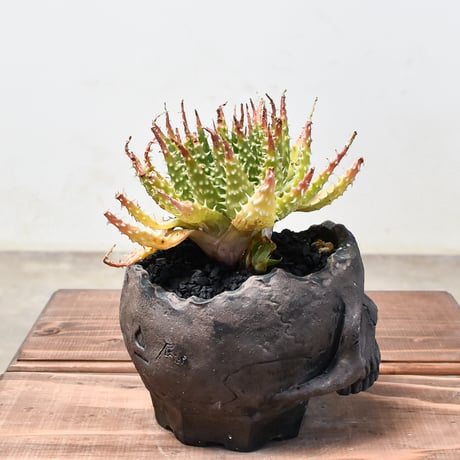アロエ "白磁盃" with 辰巳又助【植え込み販売】HK2400541