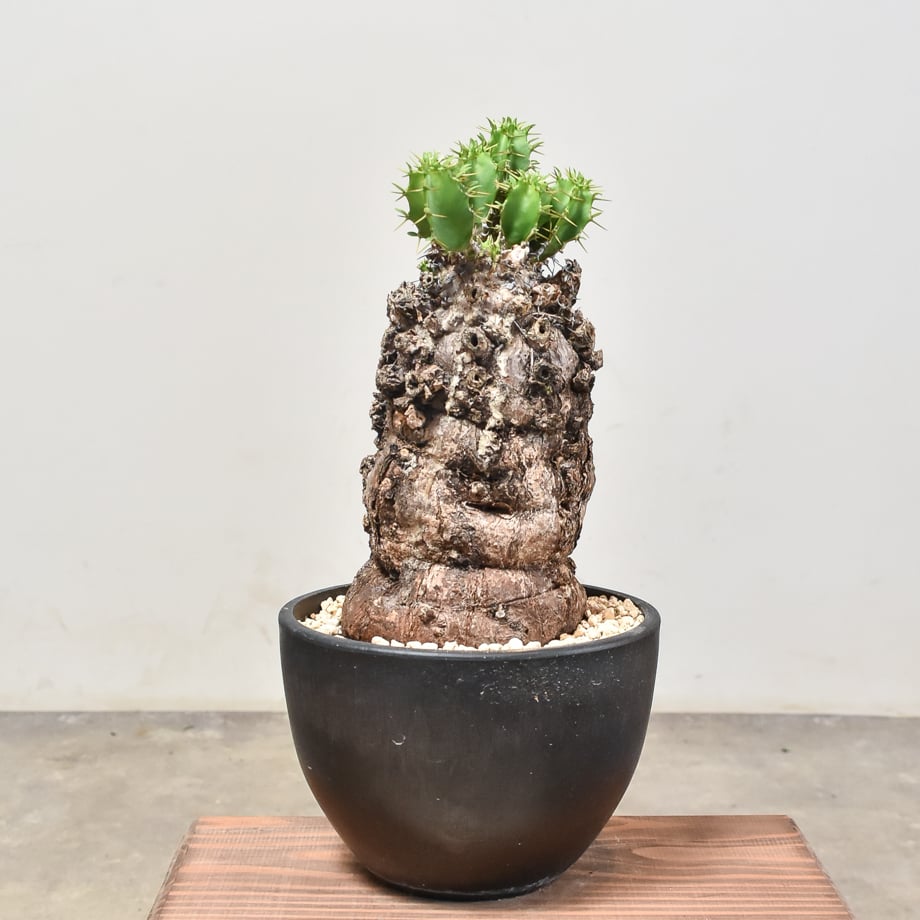 発根済み　ユーフォルビア　ムランジーナ ユーフォルビア ムランジーナ 【発根済み】RF231967(T) | RAFLUM