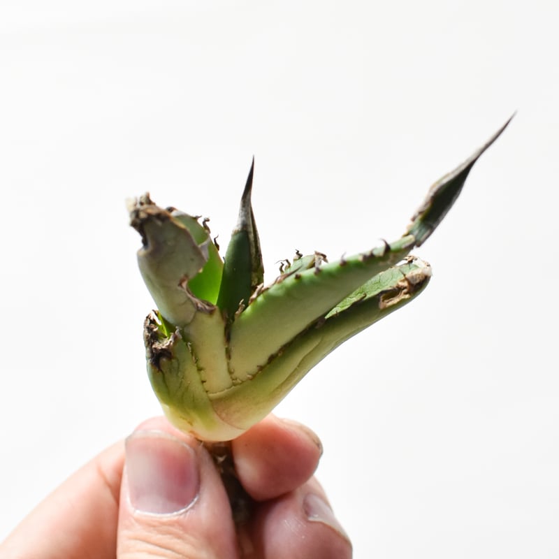 5CLAW】アガベ チタノタ 