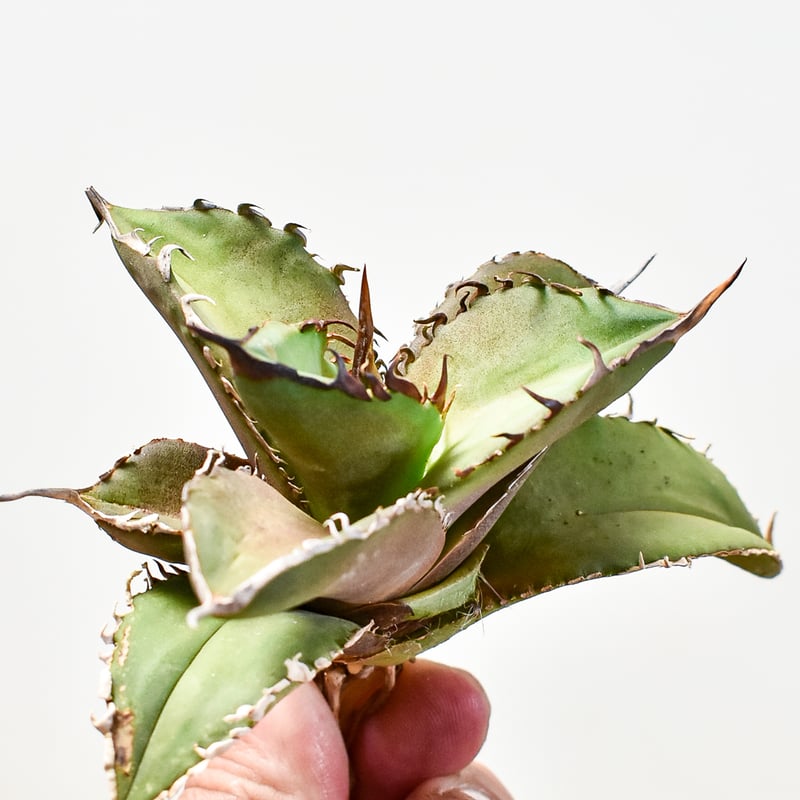 アガべ チタノタ 