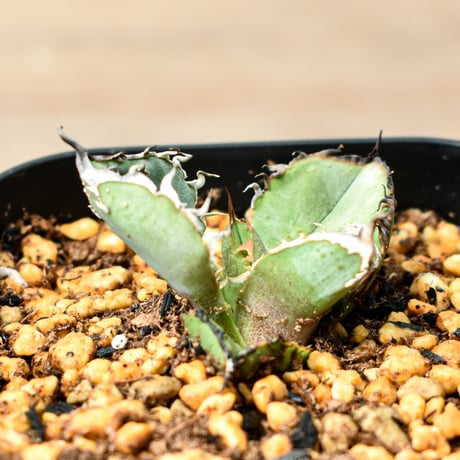 アガベ チタノタ "麻花" 【台湾huplants2010産/子株販売】RF25011844