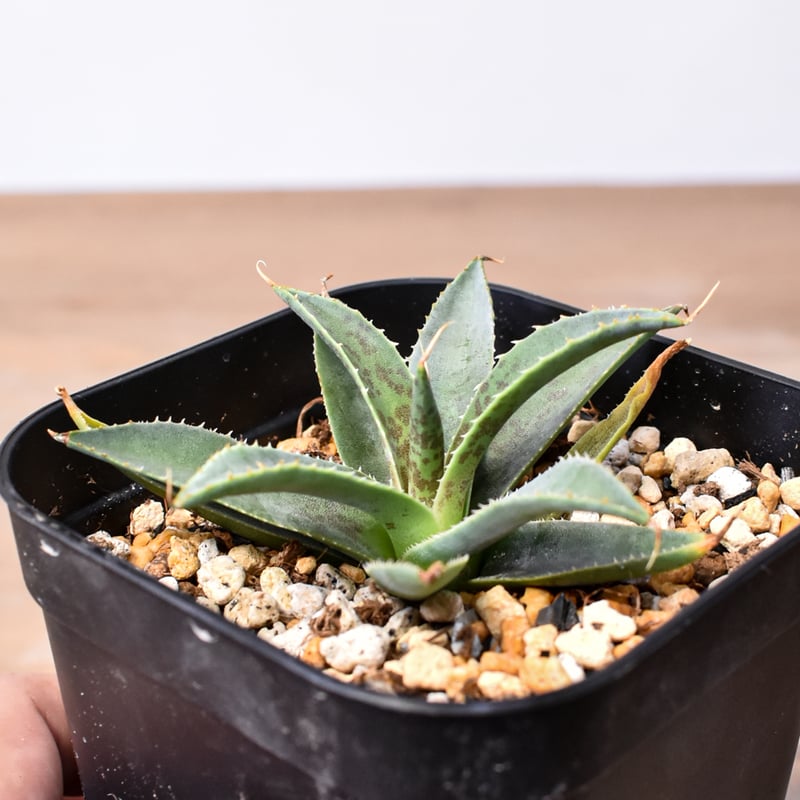 アガベ ハイブリット 