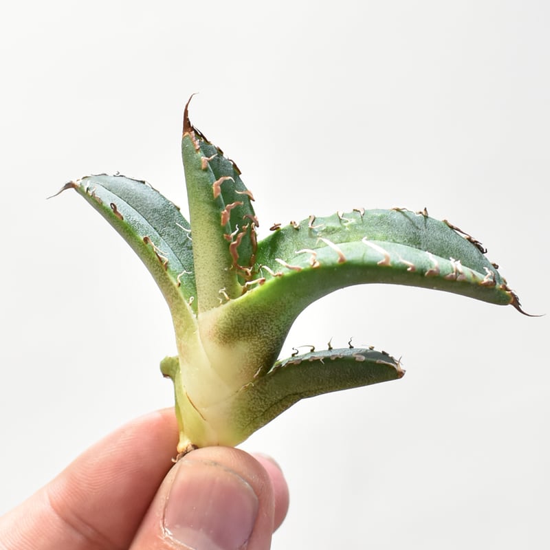 アガベ チタノタ DENNIS 