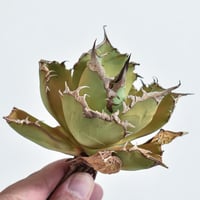 アガベ チタノタ トーチ "聖火" 【台湾 dragon agave産/発根済み/中株】DGC2408356