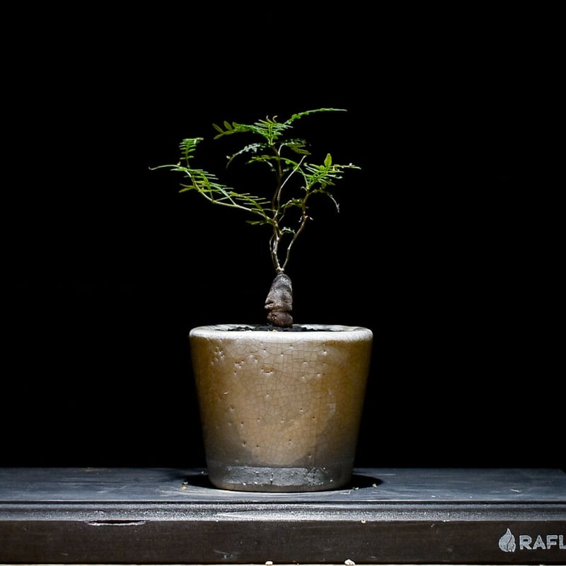 【超希少株】 オペルクリカリア ヒファエノイデス 斑入り オペルクリカリア ヒファエノイデス （実生株）RF230367