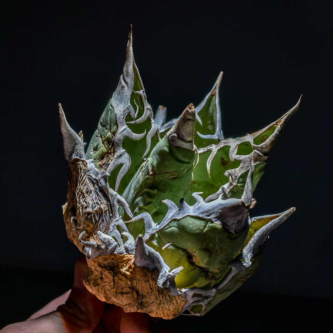 アガベ オアハカ 