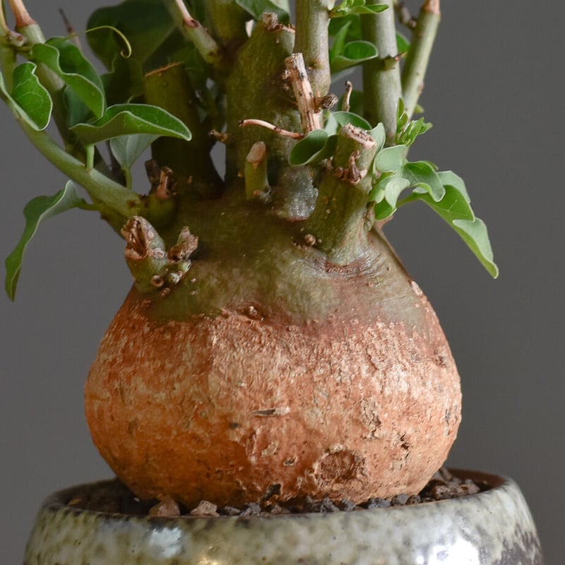 ■アデニア・スピノーサ/Adenia spinosa/塊根部13cm■緑の塊根部 □アデニア・スピノーサ/Adenia spinosa/塊根部13cm□緑の塊根部