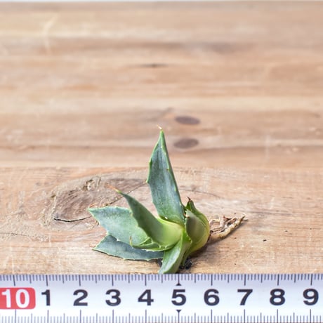 アガベ ハイブリット "邪霊" (特白肌怒雷神×血妖) 【台湾botanical_seeker産】RF25011589