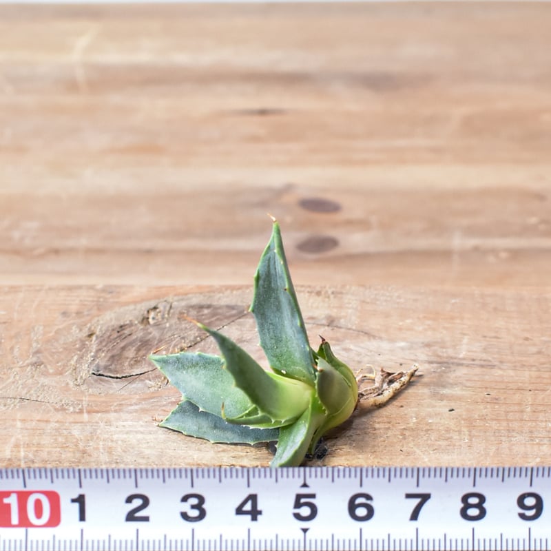 アガベ　白精霊 アガベ ハイブリット 