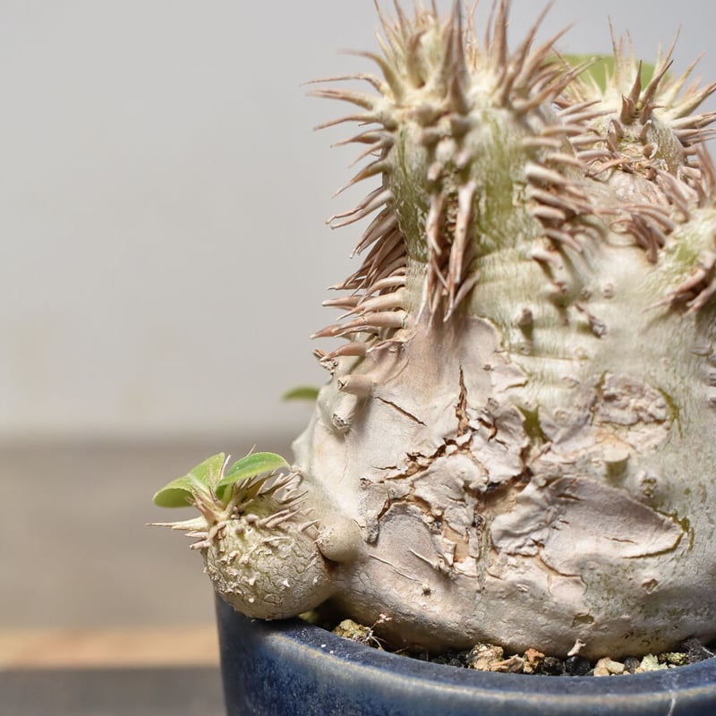 RAFLUMコレクション】パキポディウム エブレネイム (発根済み