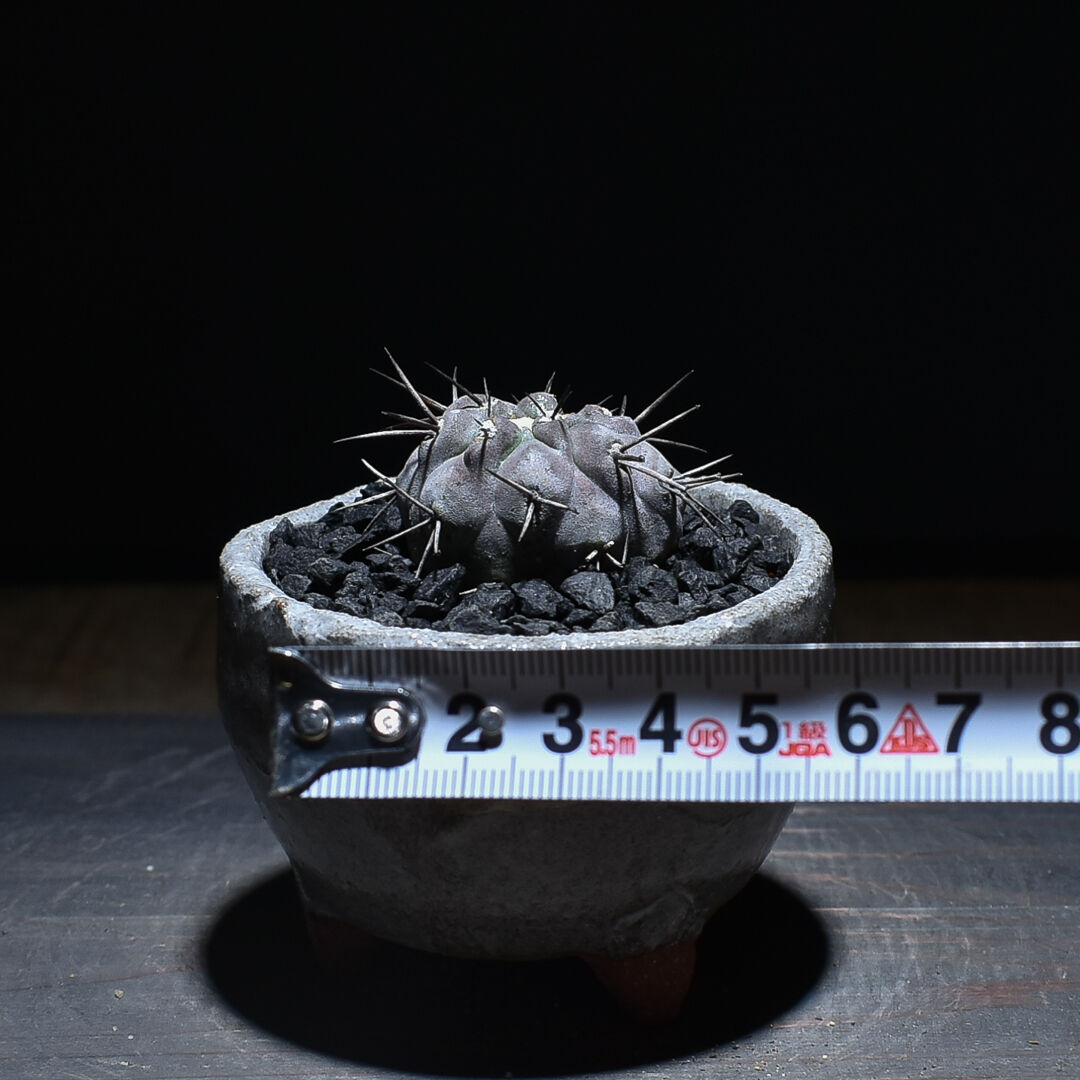 コピアポア シネレア 