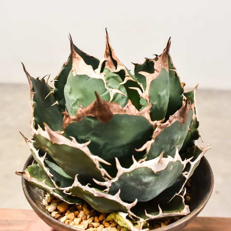 アガベ チタノタ オテロイ 