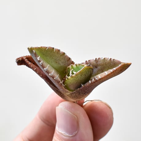 アガベ チタノタ "クイーン" 【台湾 Shi-hao産/抜き苗/TC株】1 SH2402334