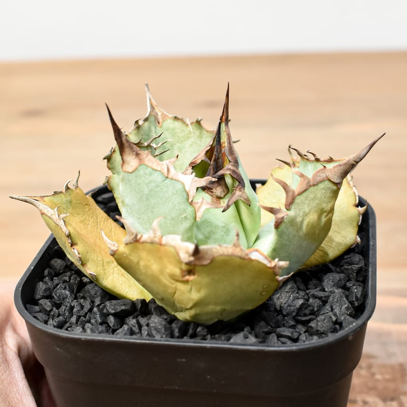 アガベ チタノタ トーチ 