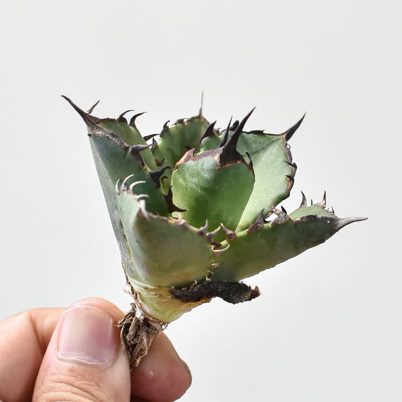 アガベ チタノタ ハデス / 黒帝斯、恐竜牙歯 【台湾 dragon