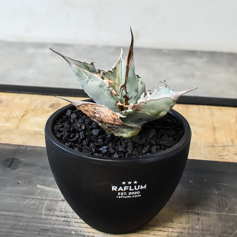 【超希少】アガベ　チタノタ　ホワイトアイス錦　発根済み Agave titanota white ice アガベ チタノタ ホワイトアイス