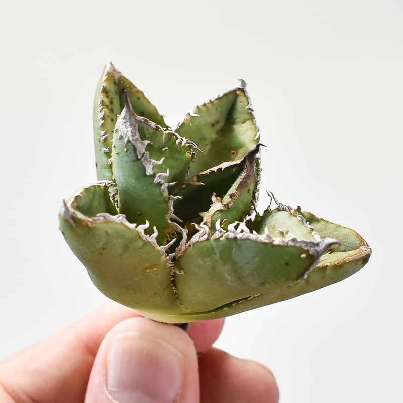 アガベ 星空 shi-hao 子株 アガベ チタノタ Shi-hao 