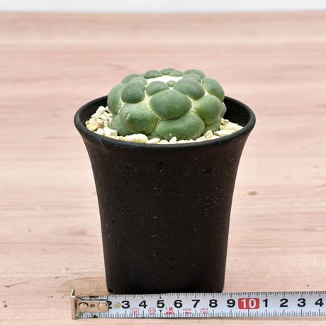 コリファンタ 刺無象牙丸 【カキ仔】RFHK-300