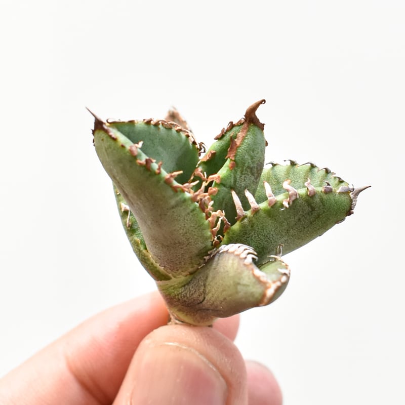 AGAVE TITANOTA チタノタ麻花