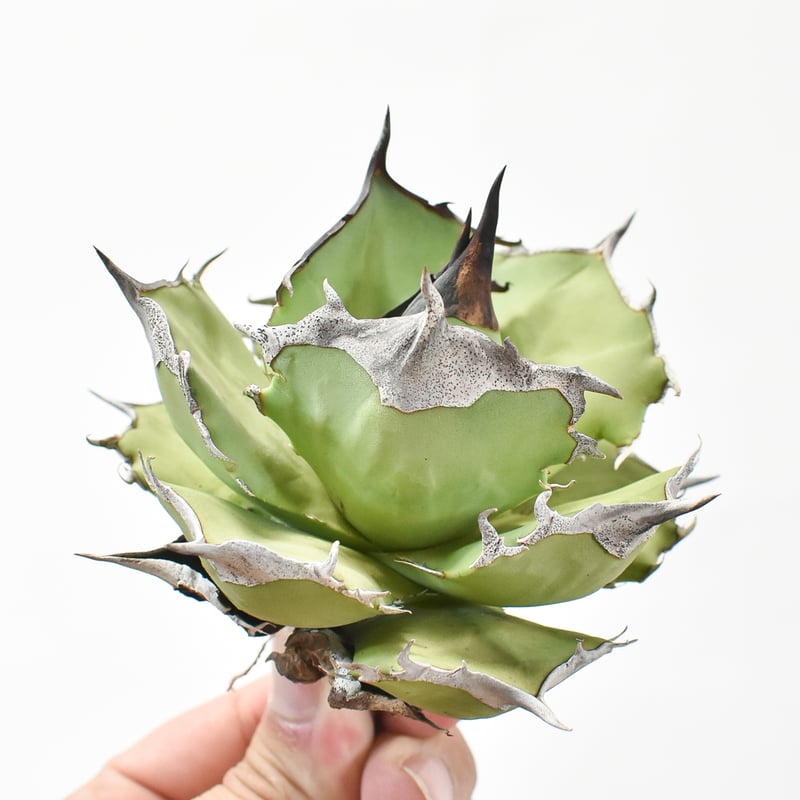 アガベ チタノタ DENNIS040 デニス040 