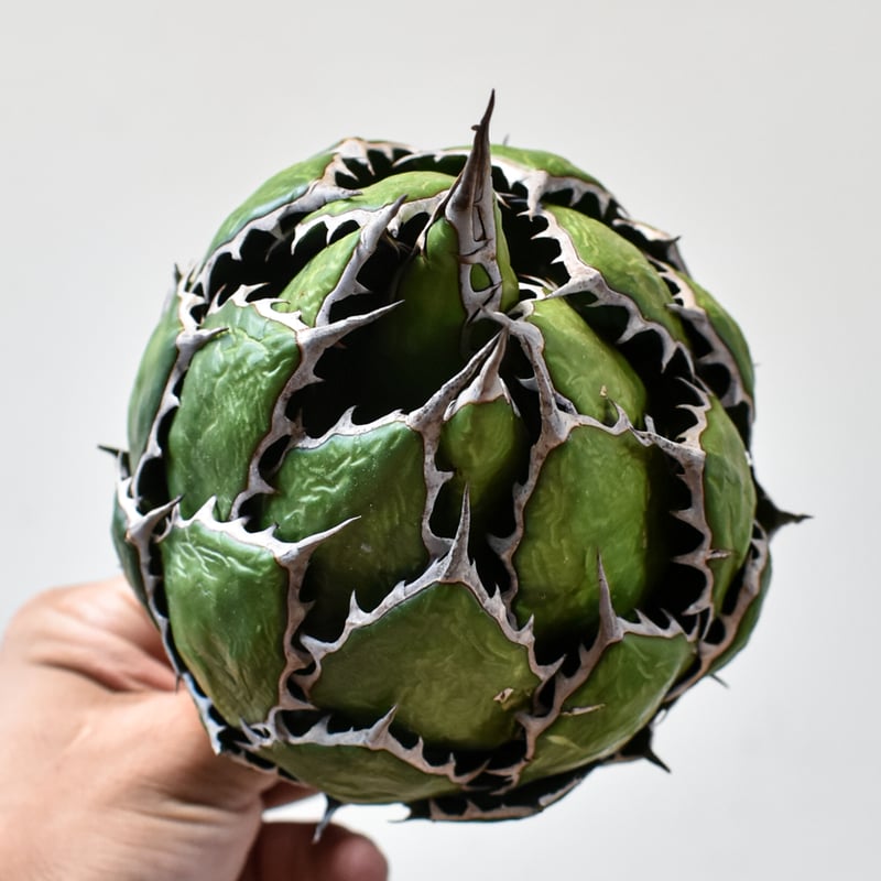 アガベ ホリダ【OSP選抜株 / 抜き苗】7 | RAFLUM / ラフラム｜東京