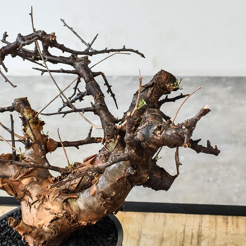 コミフォラ ボラネンシス （発根済み）C RF230776 | RAFLUM / ラフラム