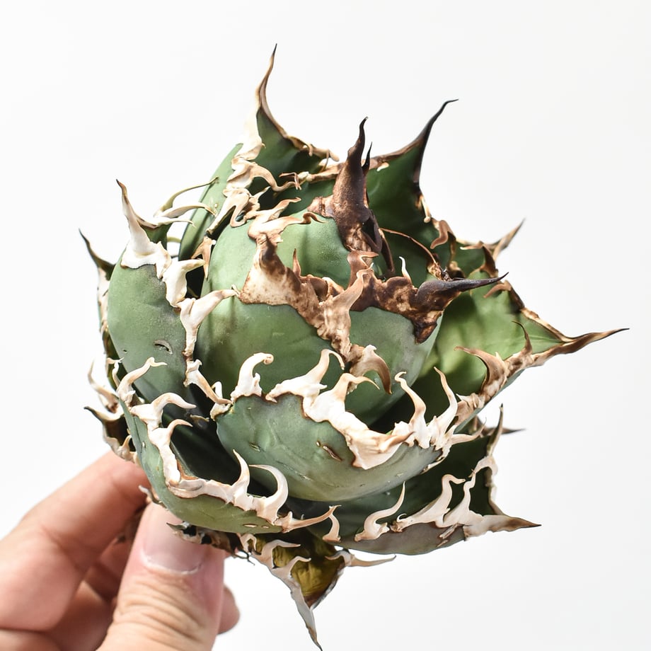 67652fb5e02e430a1985f92e