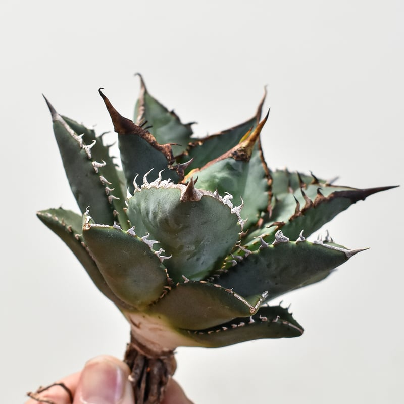 アガベ チタノタ 海王 大株 【公式通販】