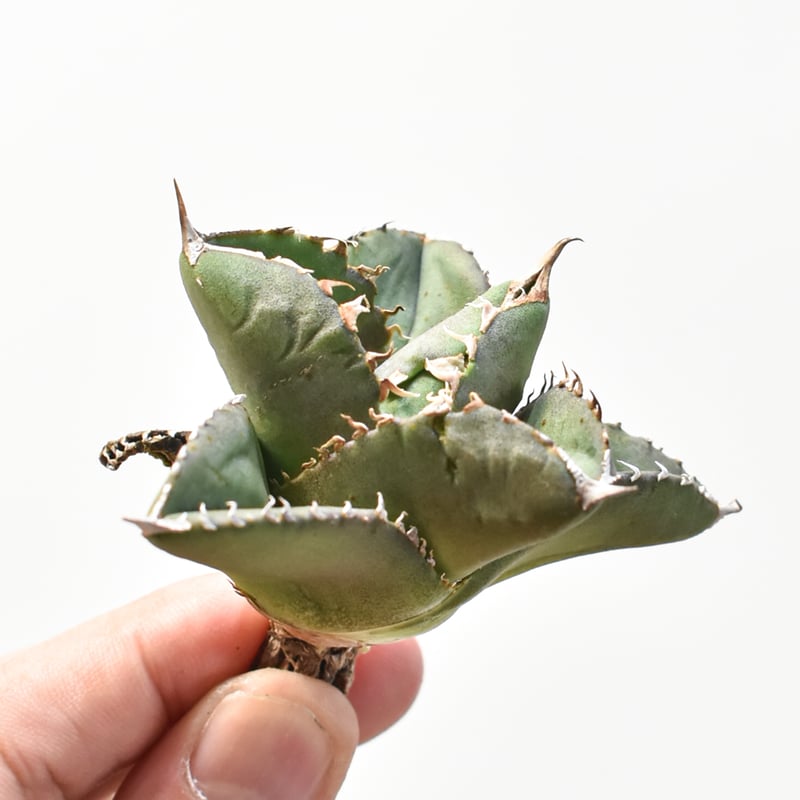 アガベ チタノタ dennisB05 子株 青犀牛 Agave titanota 青犀牛 血統な