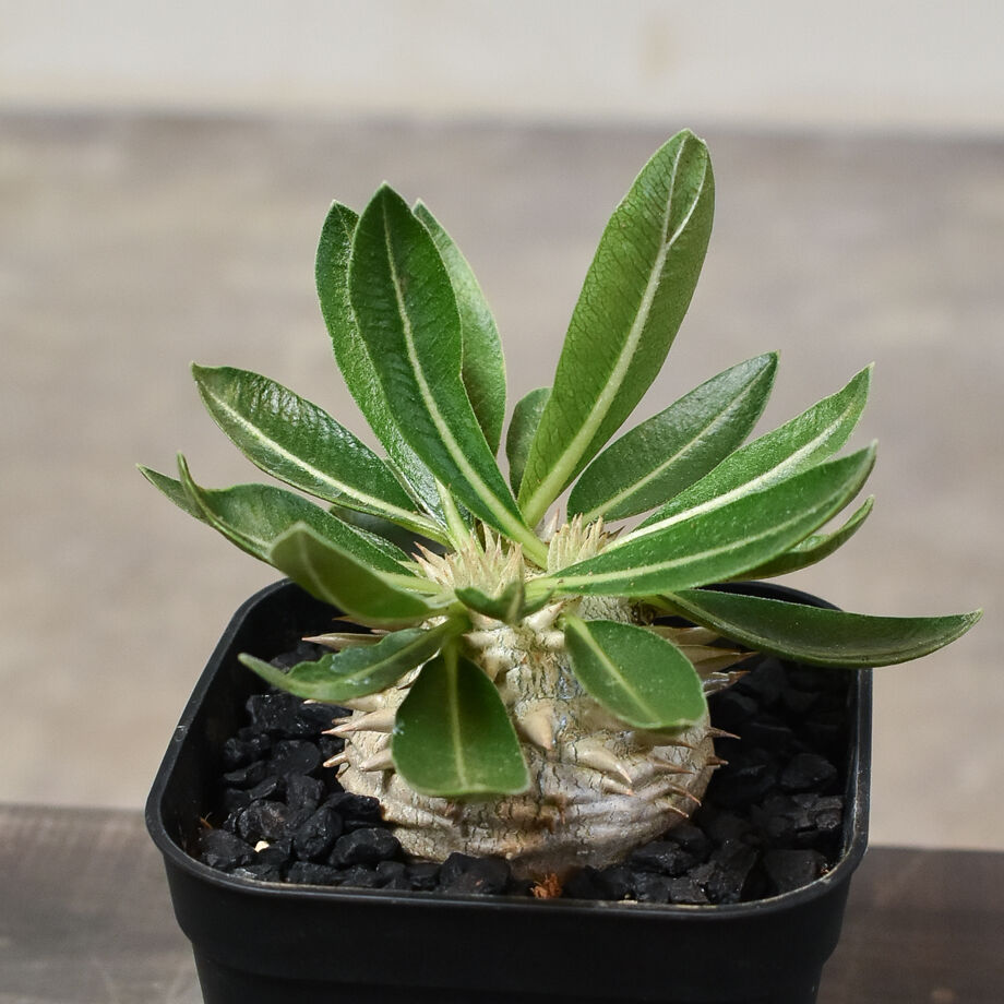 パキポディウム・デンシカウレ 