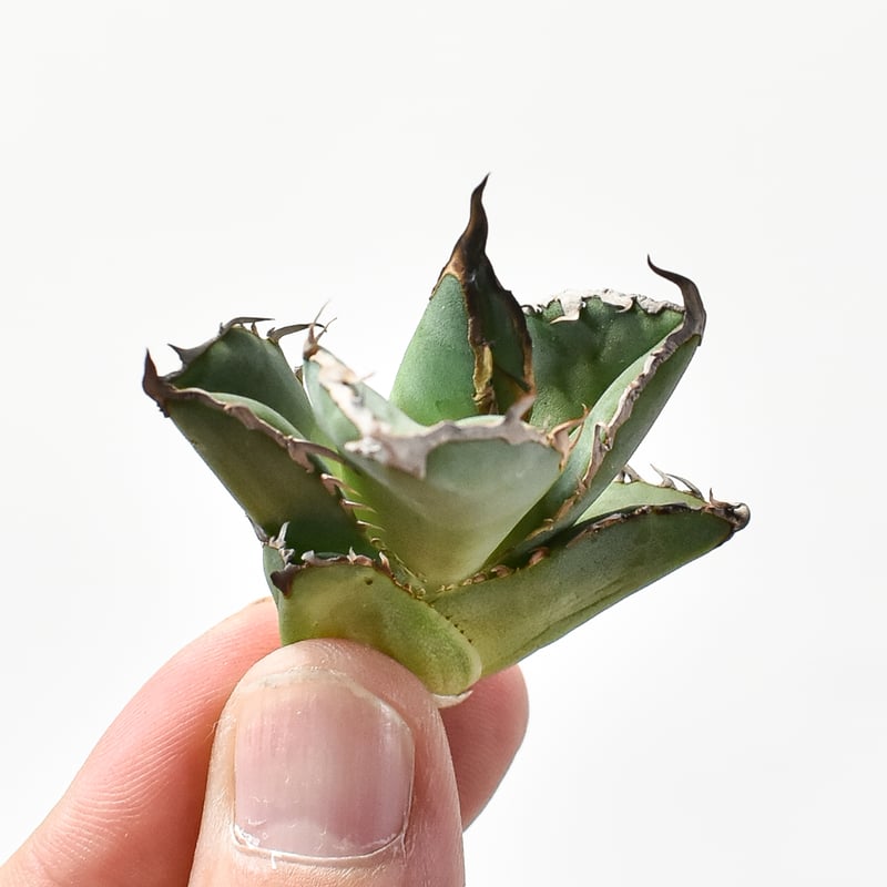 アガベ チタノタ 