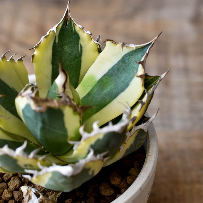 アガベ チタノタ スナグルトゥース【存在感抜群の大人気株！なかなか